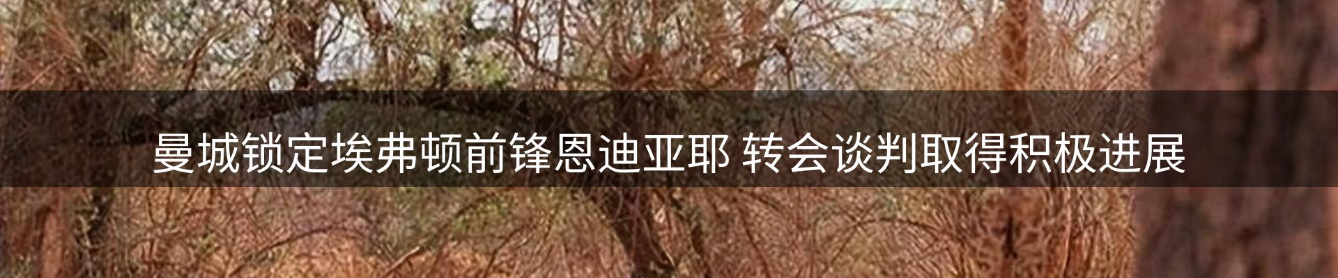 焦点评述